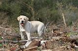 LABRADOR 138